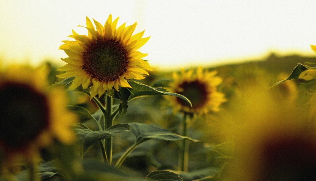 Image of a sunflower accompanying a post about a Kaizen approach to coaching