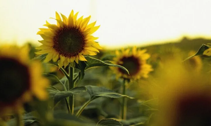 Image of a sunflower accompanying a post about a Kaizen approach to coaching